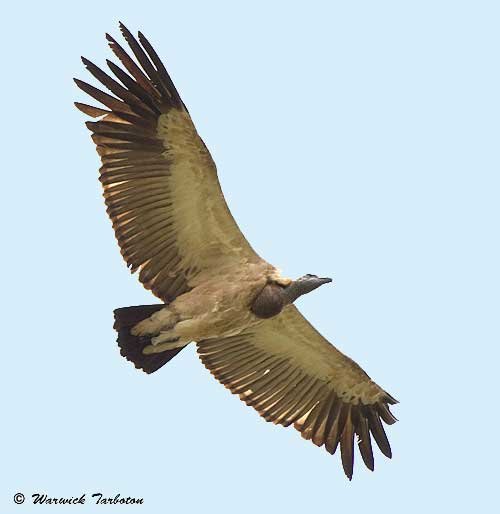 NCF Raised Voice for Vulture Conservation, Commemorates Vulture Day