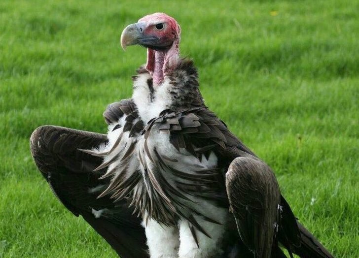 CONSERVATION: Vultures need love, protection — Prof Eniang