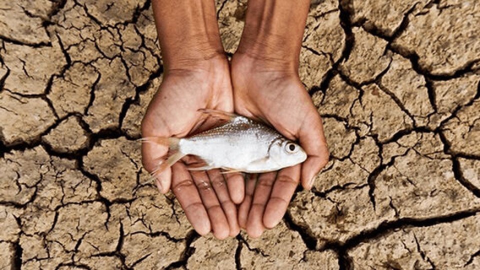 Experts Urge Stronger Fish Health Management as Climate Change, Diseases Threaten Fisheries